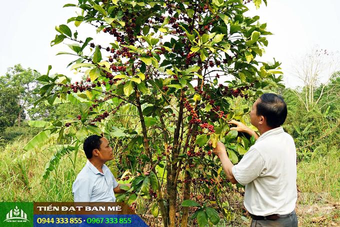 dac_diem_giong_ca_phe_mit Đặc điểm và kỹ thuật trồng cà phê mít