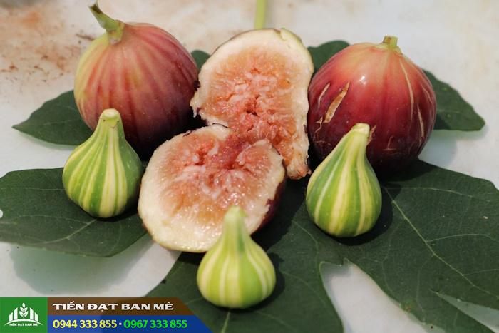 dac_diem_giong_cay_sung_my Đặc điểm giống cây sung Mỹ