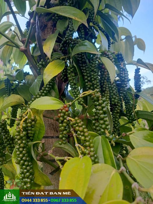 dac_diem_va_cach_trong_giong_tieu_tung_linh Đặc điểm và cách trồng tiêu Tùng Linh