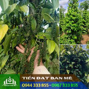 Địa chỉ cung cấp giống tiêu Tùng Linh