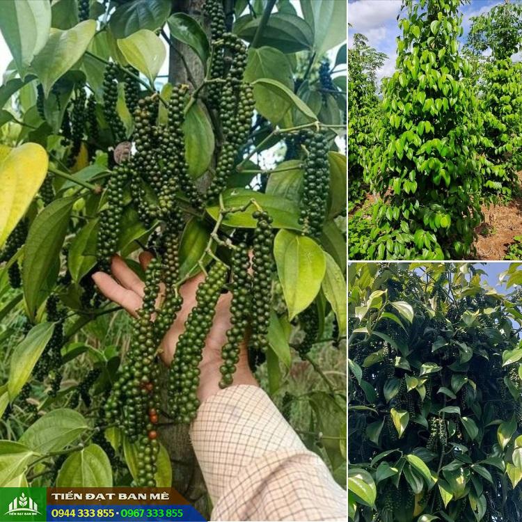 dia_chi_cung_cap_giong_tieu_tung_linh Địa chỉ cung cấp giống tiêu Tùng Linh