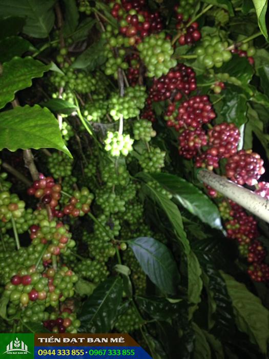 giong_ca_phe_day_thuan_an_robusta Giống cà phê dây Thuận An (cà phê vối Robusta)