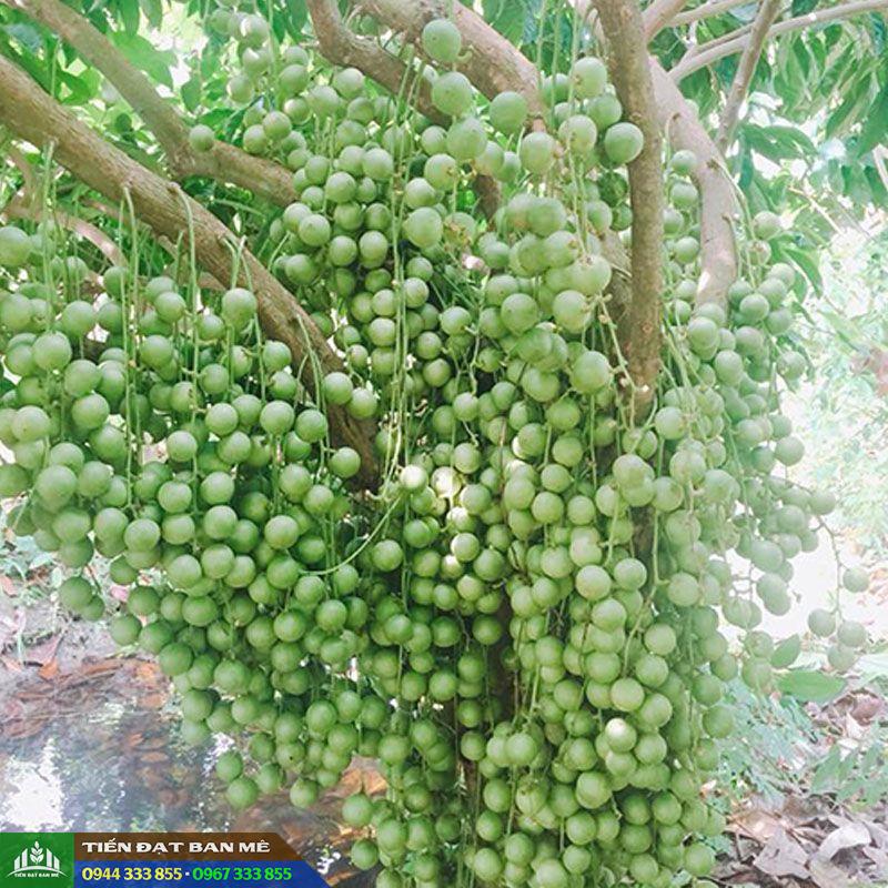 giong_cay_dau_da_xanh_cay_dau_xanh