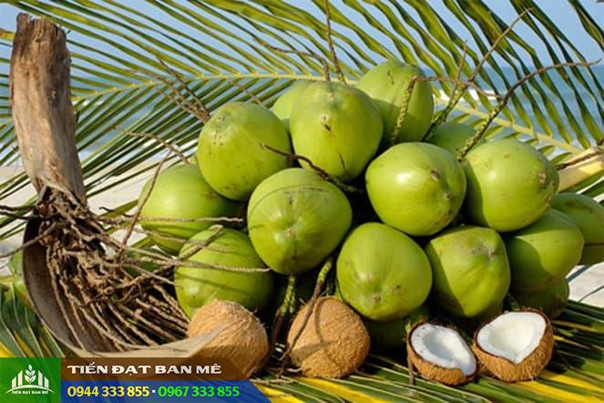 giong_cay_dua_xiem_dua Dừa Xiêm Dứa: Giống Dừa Thơm Ngon, Dễ Trồng