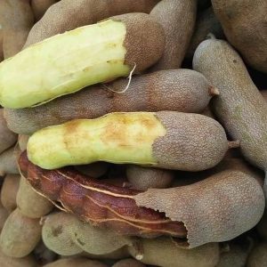 Giống cây me thái dễ trồng dễ chăm sóc