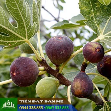 Giống cây sung Mỹ (vả tây, sung ngọt, sung tím) Giống cây sung Mỹ (vả tây, sung ngọt, sung tím)