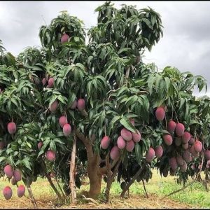 Kỹ thuật trồng giống cây xoài Đài Loan đỏ (xoài ngọc vân)