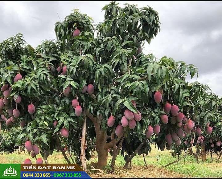 giong_cay_xoai_dai_loan_do_xoai_ngoc_van Kỹ thuật trồng giống cây xoài Đài Loan đỏ (xoài ngọc vân)