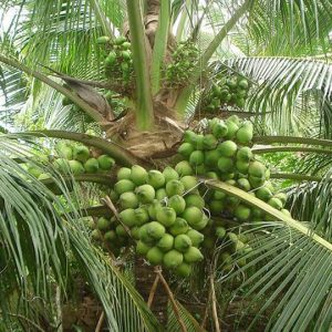 Giống dừa xiêm dây xanh (dừa ẻo xanh)