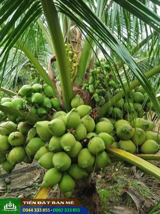 giong_dua_xiem_xanh_dua_lun_trai_xanh Giống dừa xiêm xanh lùn (dừa lùn trái xanh, dừa xiêm lục)