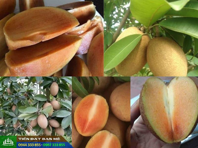 giong_hong_xiem_xoai_thai Giống hồng xiêm xoài Thái (Sa pô chê xoài)