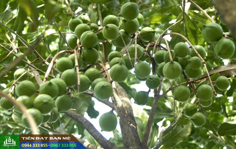 giong_mac_ca_qn1 Kỹ thuật trồng và chăm sóc giống mắc ca QN1