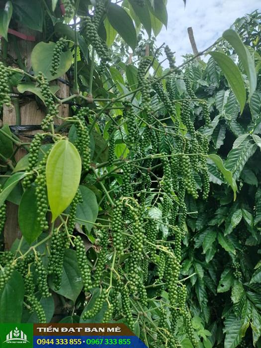 giong_tieu_tung_linh_giong_tieu_moi_nang_suat_cao Giống tiêu Tùng Linh - Giống tiêu mới năng suất cao nhiều ưu điểm