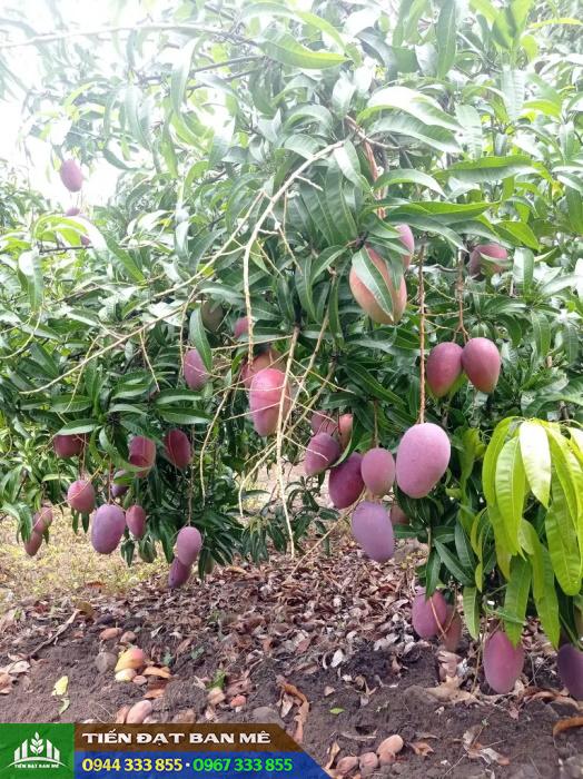 giong_xoai_dai_loan_do_xoai_tim_ngoc_van Đặc điểm giống xoài Đài Loan đỏ (hay xoài tím ngọc vân)