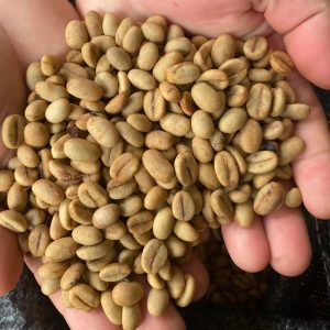 Hạt giống cà phê chuẩn giống: TR4, TR9, Xanh lùn, Thiện trường, Lá xoài, cà phê dây