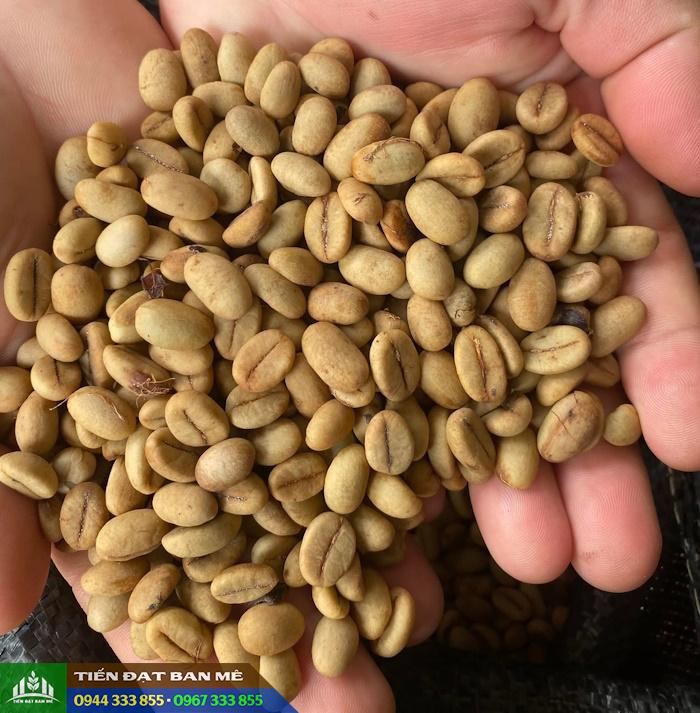 hat_giong_ca_phe_chat_luong Hạt giống cà phê chuẩn giống: TR4, TR9, Xanh lùn, Thiện trường, Lá xoài, cà phê dây