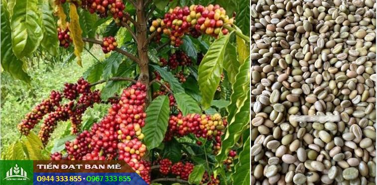 hat_giong_ca_phe_tuyen_chon Hạt giống cà phê tuyển chọn: TR4, TR9, Xanh lùn, Thiện trường, Lá xoài, Cà dây