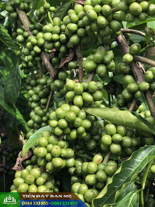 hinh_anh_giong_ca_phe_day_thuan_an