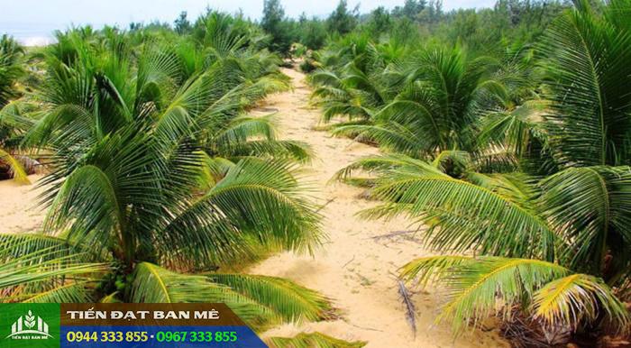 ky_thuat_trong_dua_xiem Đặc điểm và kỹ thuật trồng dừa xiêm