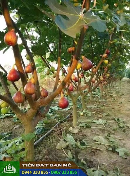 ky_thuat_trong_va_cham_soc_cay_sung_my Kỹ thuật trồng và chăm sóc cây sung mỹ