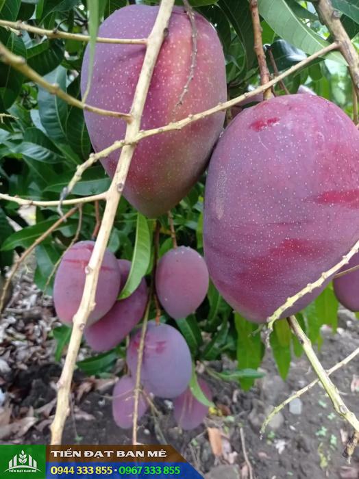 xoai_dai_loan_do_xoai_tim_ngoc_van Giống xoài Đài Loan đỏ (Xoài Ngọc Vân)