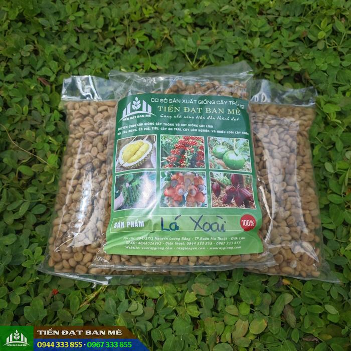 hat_giong_ca_phe_la_xoai_HT1 Hạt giống cà phê lá xoài HT1