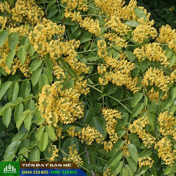 cay_giang_huong_dang_huong_Pterocarpus_macrocarpus Cây giáng hương lấy gỗ Pterocarpus macrocarpus