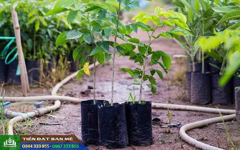 cay_giong_giang_huong Giá bán và địa chỉ cung cấp cây giống giáng hương