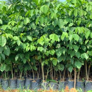 Cây giống giáng hương lấy gỗ