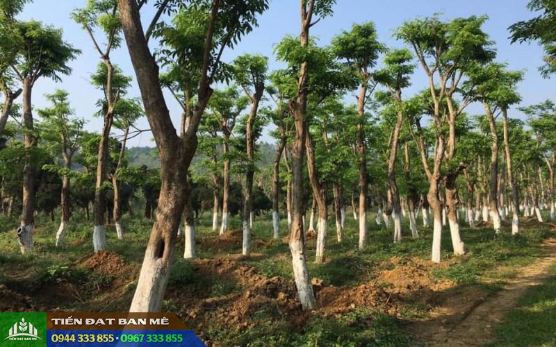 ky_thuat_trong_cay_giang_huong Kỹ thuật trồng cây giáng hương lấy gỗ