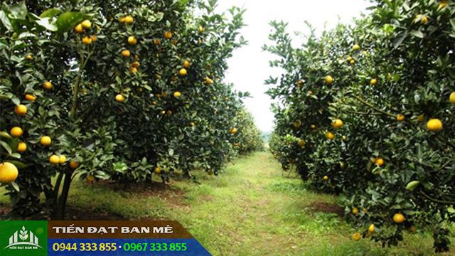 Mua cây giống cam xoàn uy tín ở đâu?