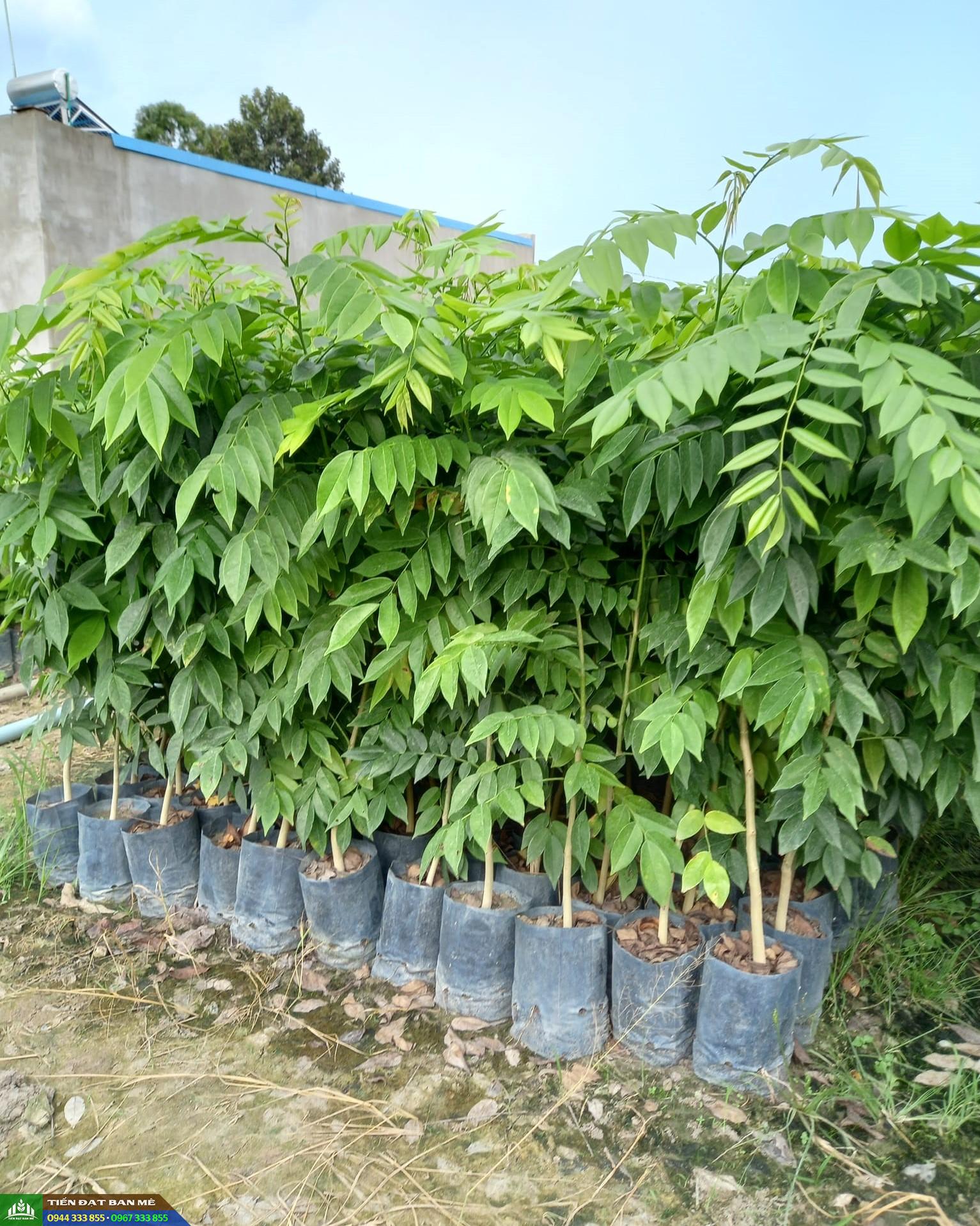 Cây Giống Sưa Đỏ Huỳnh Đàn Đỏ - Hướng Dẫn Trồng Và Chăm Sóc