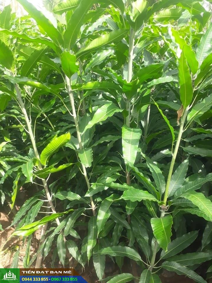 Mua cây giống xoài cát hòa lộc ở đâu đảm bảo