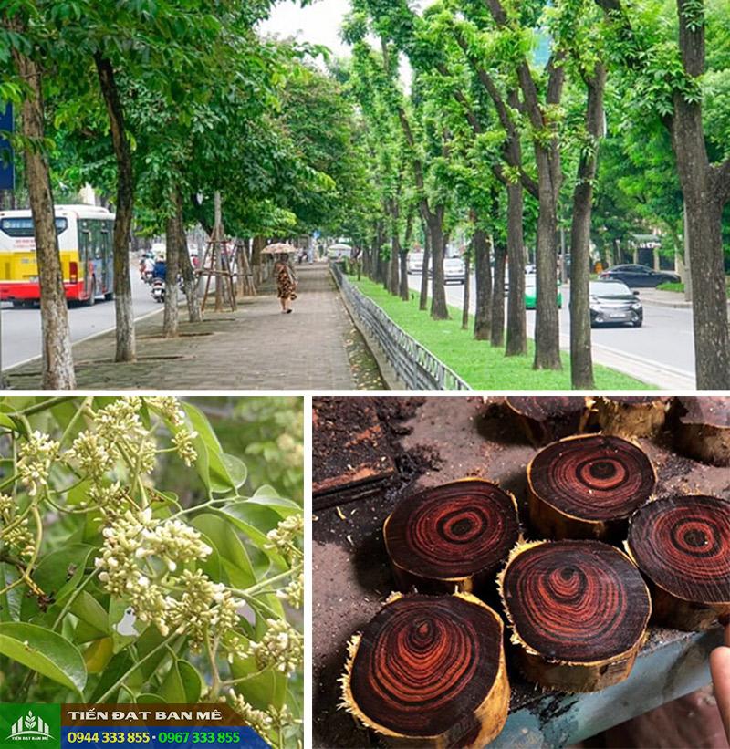 Cây Giống Sưa Đỏ Huỳnh Đàn Đỏ - Hướng Dẫn Trồng Và Chăm Sóc