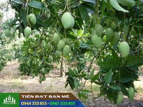 Giống Xoài Cát Hòa Lộc: Nguồn Gốc, Đặc Điểm Và Kỹ Thuật Trồng