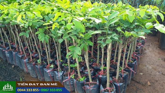 cay_giong_chom_chom_tien_cuong Cung cấp cây giống chôm chôm tiến cường