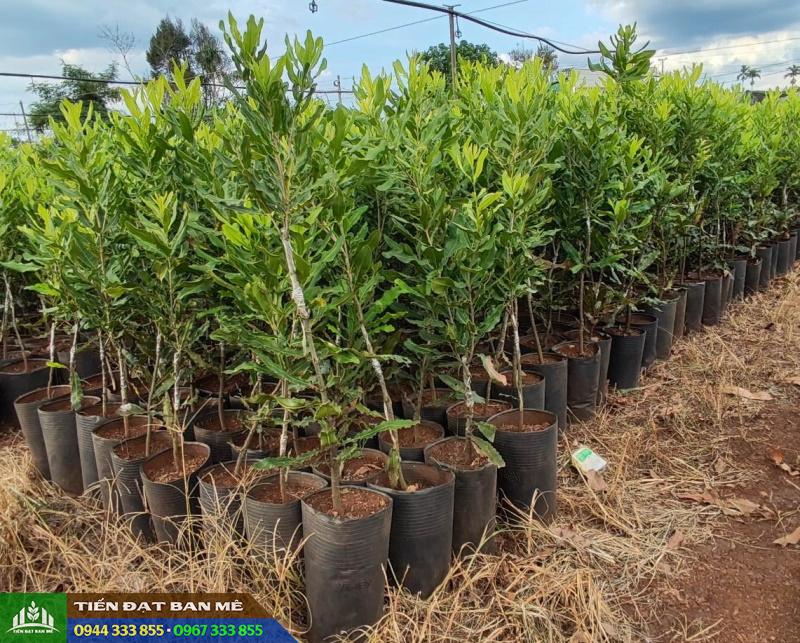 cay_giong_mac_ca_cao_san Cây giống mắc ca A38