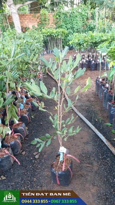 cay_giong_nhan_xuong_com_vang Địa chỉ cung cấp giống nhãn xuồng cơm vàng
