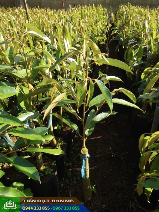 cay_giong_sau_rieng_black_thorn_d200_malaysia Cây giống sầu riêng Black Thorn (D200 Durian)