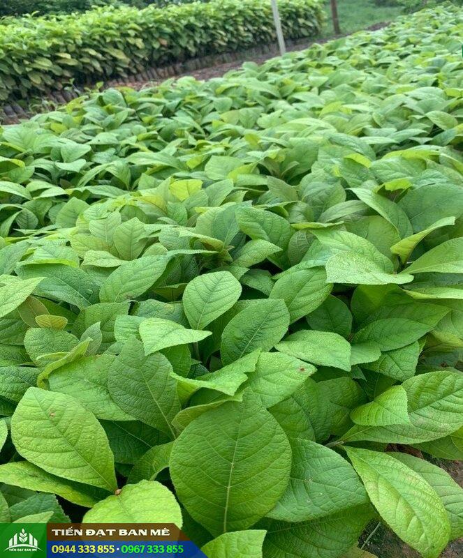 cay_giong_tech_teak_gia_ty Cây giống gỗ tếch (gỗ teak, giá tỵ)