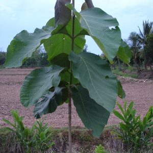 Cây gỗ tếch (cây teak, cây giá tỵ)