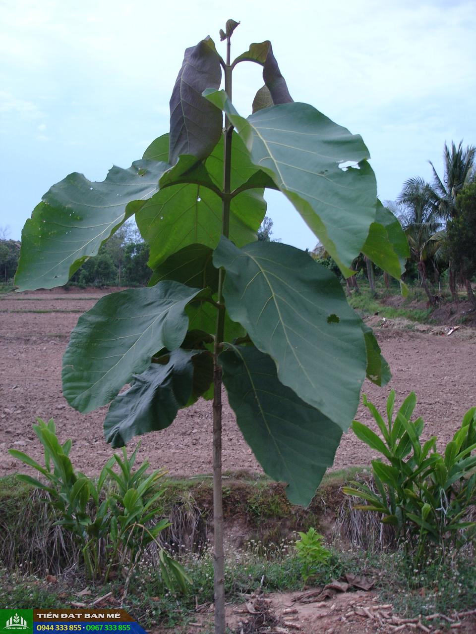 cay_go_tech_teak_gia_ty Cây gỗ tếch (cây teak, cây giá tỵ)