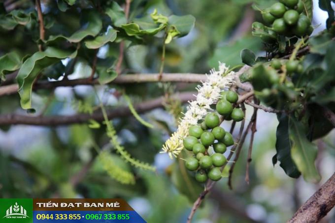 Kỹ thuật trồng mắc ca A38 Kỹ thuật trồng mắc ca A38