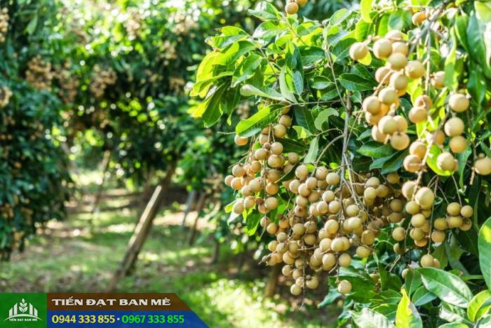 cay_nhan_xuong_com_vang Giống nhãn xuồng cơm vàng