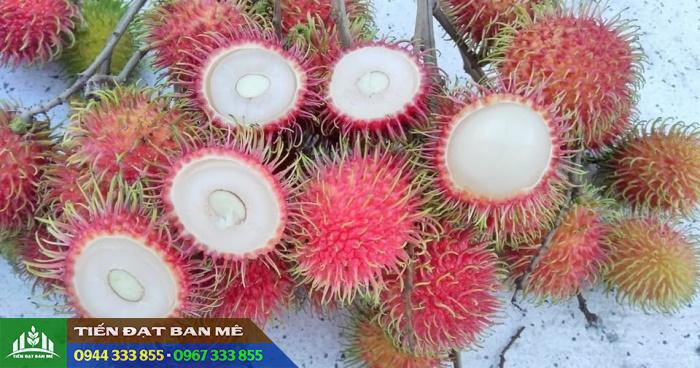 chom_chom_tien_cuong Đặc điểm giống chôm chôm tiến cường