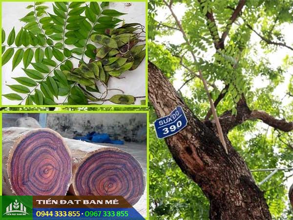 cung_cap_giong_cay_sua_do_trac_thoi Cung cấp giống cây sưa đỏ (trắc thối)