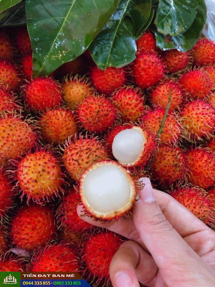 cung_cap_giong_chom_chom_tien_cuong