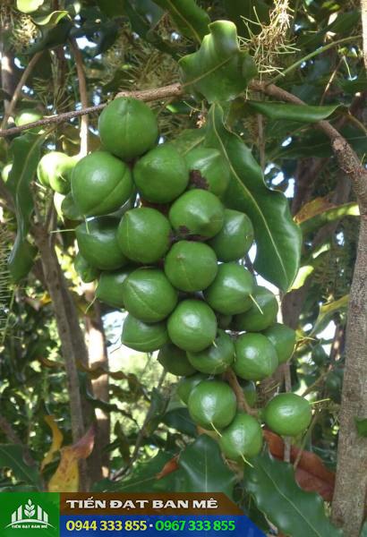 cung_cap_giong_mac_ca_A38 Cung cấp giống mắc ca A38