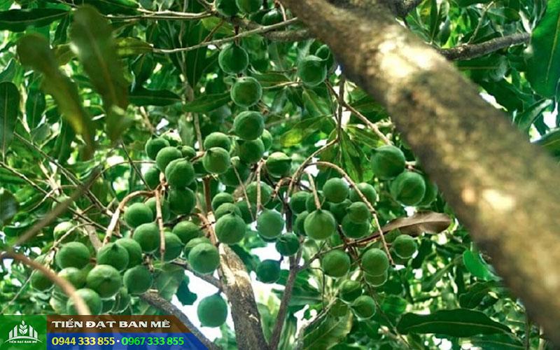 dac_diem_cay_mac_ca Đặc điểm giống mắc ca A38