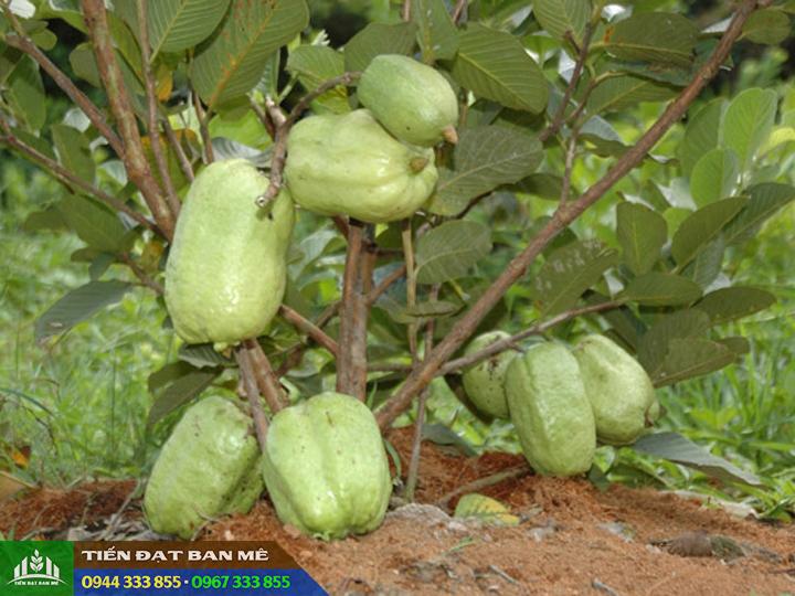 dac_diem_giong_oi_khong_hat Đặc điểm và kỹ thuật trồng ổi không hạt